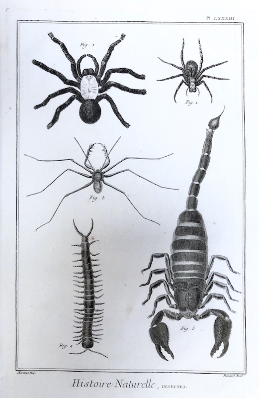 Insectos - Histoire Naturelle, Insectes - Pl. LXXXIII (Escorpión, Escolopendra, Araña)